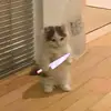 _maira.exe_
