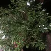 luongtriqk0