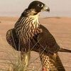 user85109812050563