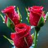 md.limon563