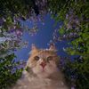 muhtar_524