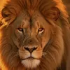 mrlelionguerrier