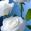 thiha7919