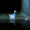alone17777