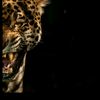 _el.gazar