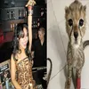 lilienisacoolkat