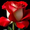 thanh.binh.nguyn79