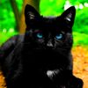 ameliasoftpaws