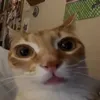 stella.c0rnasmt