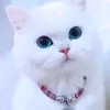 ba3mraniya_12