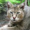 melanisticat