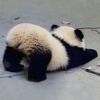 susupanda88