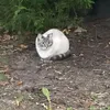 catlover_love05