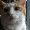 trentus_123