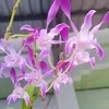 bo.hn6692