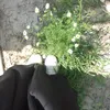 zan7inb7