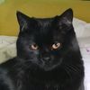 cat_im_ukki
