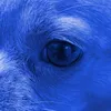 tosya_dog.6