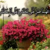 aiubtaha18