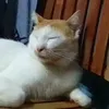 carlitoscharf3