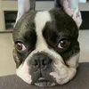 frenchbulldog_23apr
