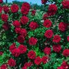 usha.luximon.jokh