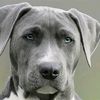 dog_lover5563
