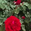 shahad93805