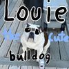 louie_the_cute_bulldog