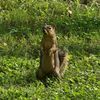 brotherbear_33