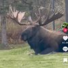 joespottedbear