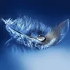 angeplume7