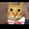 pan_bimbo502