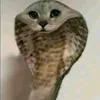 phlocandbh_78