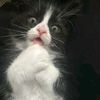 yy4smnn
