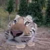 maicuanek