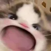 ttxrr5