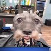 skibididawgnews