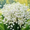 lily8572