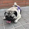 zoe_la_puggy