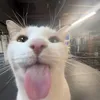 catsaresoaws0me