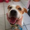 barniandmollydogs