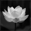 anh.lan299