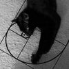 kcatniss