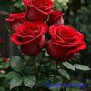 user43071270534902