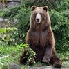 grizz639