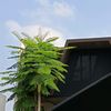 str_king3