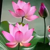 kim.nga353