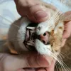 pemiusiucuti