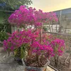 a.trung.34hd